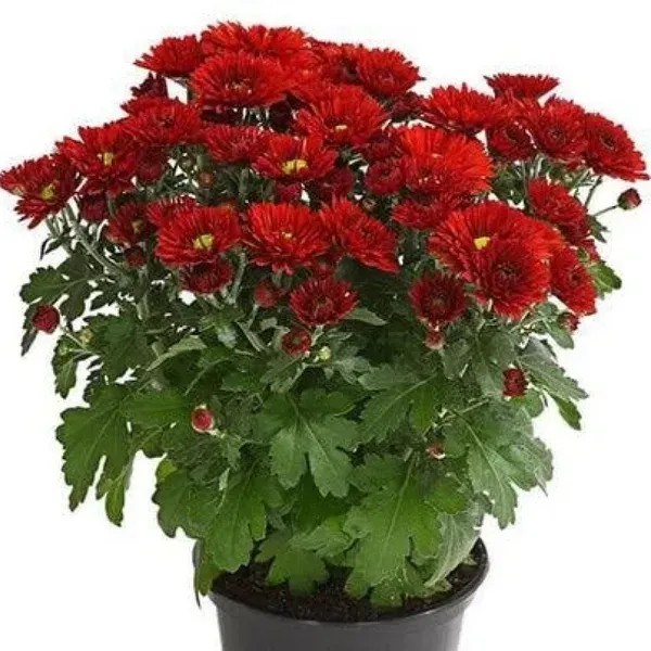 Chrysanthemum_Chandramallika_Flower_Plant_Red