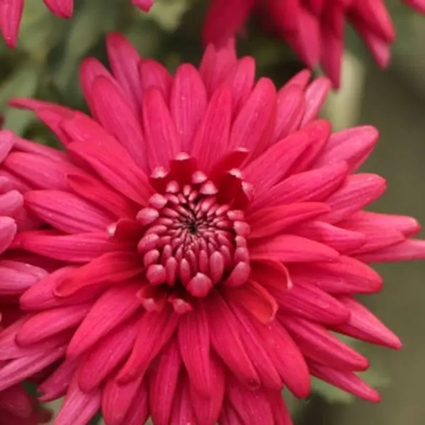 Chrysanthemum_Chandramallika_Flower_Plant_Red