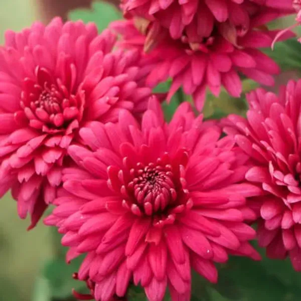 Chrysanthemum_Chandramallika_Flower_Plant_Red