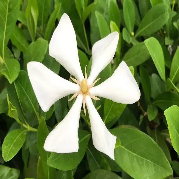 Tropical_Asia_Gardenia_Flower_Plant_Kailarsenia_Lineata_White