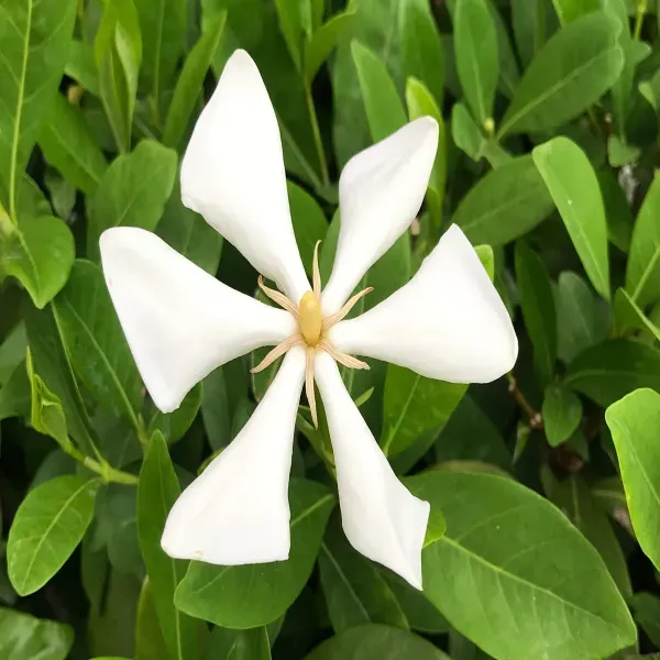 Tropical_Asia_Gardenia_Flower_Plant_Kailarsenia_Lineata_White
