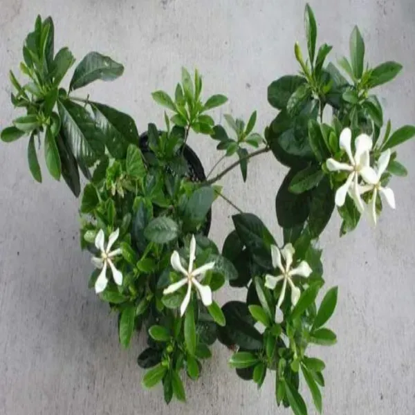 Tropical_Asia_Gardenia_Flower_Plant_Kailarsenia_Lineata_White
