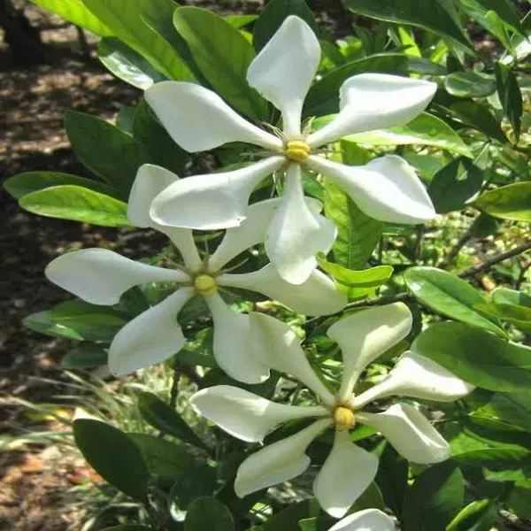 Tropical_Asia_Gardenia_Flower_Plant_Kailarsenia_Lineata_White