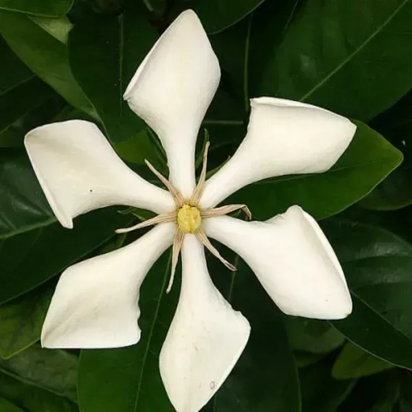 Tropical_Asia_Gardenia_Flower_Plant_Kailarsenia_Lineata_White