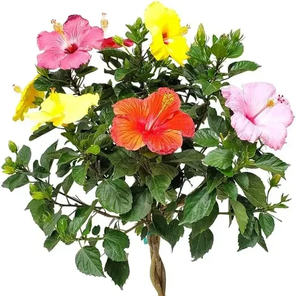 Multigrafted_Hibiscus_Flowers_Plant_10_Colours