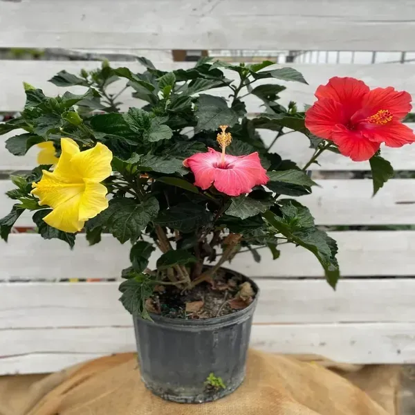Multigrafted_Hibiscus_Flowers_Plant_10_Colours