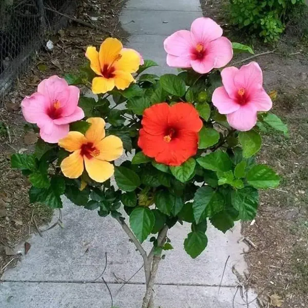 Multigrafted_Hibiscus_Flowers_Plant_10_Colours