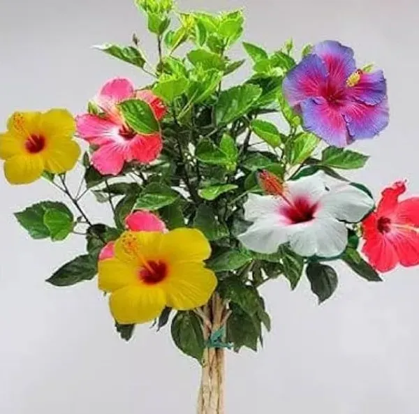 Multigrafted_Hibiscus_Flowers_Plant_10_Colours