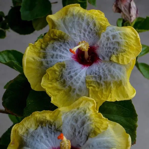 American_Variety_Hibiscus_Flower_Plant