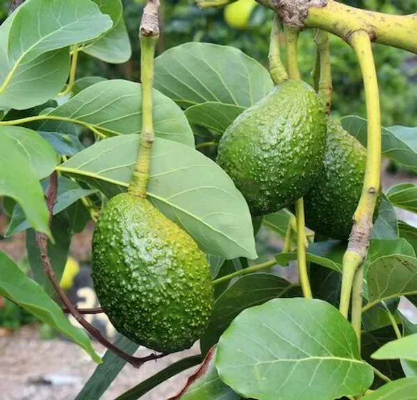 Grafted_Avocado_Fruit_Plant_For_Home_Garden