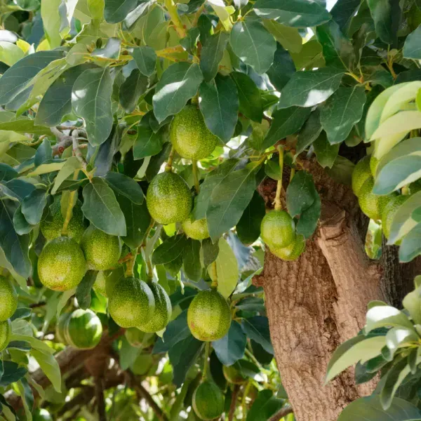 Grafted_Avocado_Fruit_Plant_For_Home_Garden