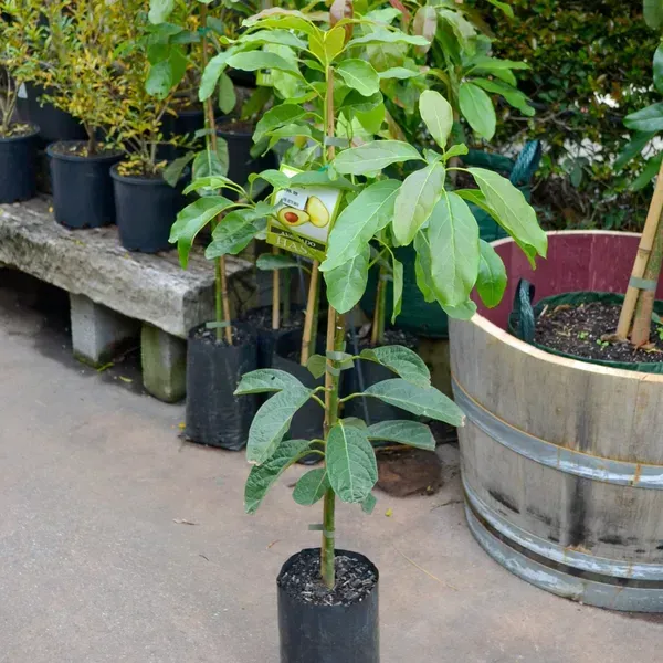 Grafted_Avocado_Fruit_Plant_For_Home_Garden