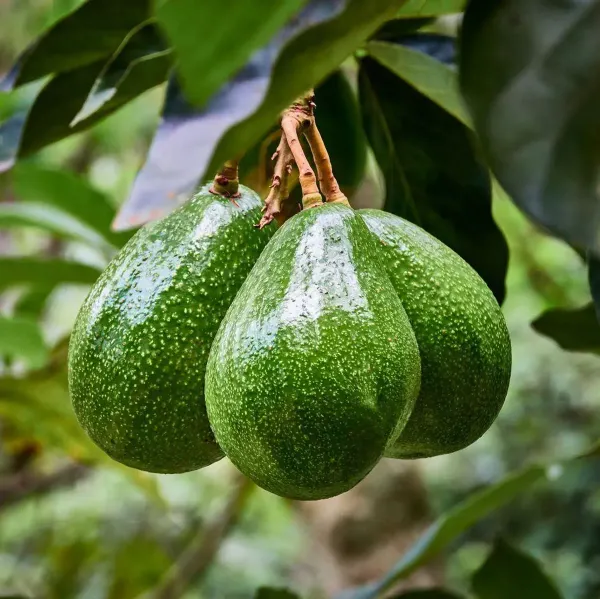 Grafted_Avocado_Fruit_Plant_For_Home_Garden
