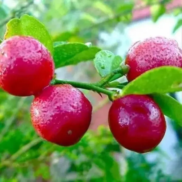 Red_Pati_Lemon_Grafted_Fruit_Plant