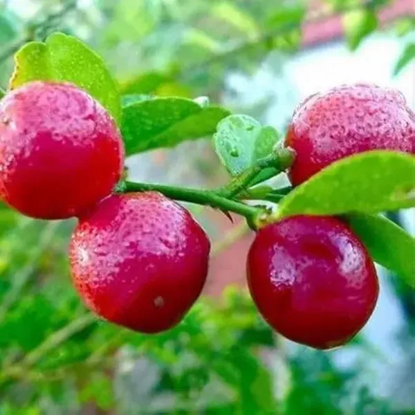 Red_Pati_Lemon_Grafted_Fruit_Plant