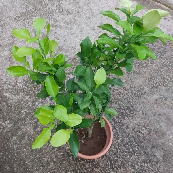 Red_Pati_Lemon_Grafted_Fruit_Plant