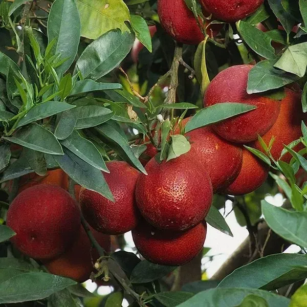 Red_Pati_Lemon_Grafted_Fruit_Plant