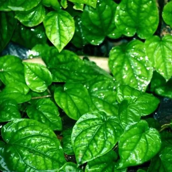 Indian_Betel_Leaf_Plant_For_Home_Garden