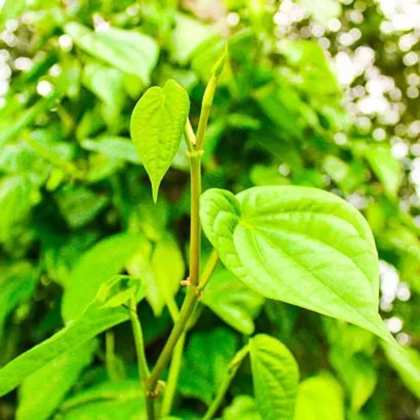 Indian_Betel_Leaf_Plant_For_Home_Garden