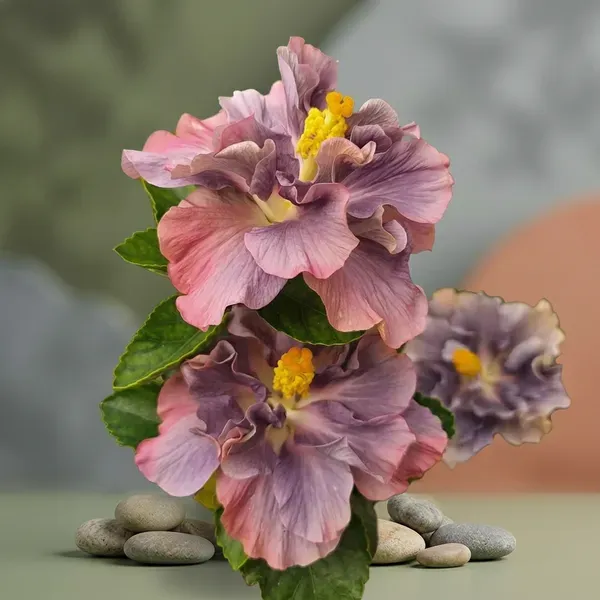 Double_Petal_Variety_Grafted_Hibiscus_Flower_Plant