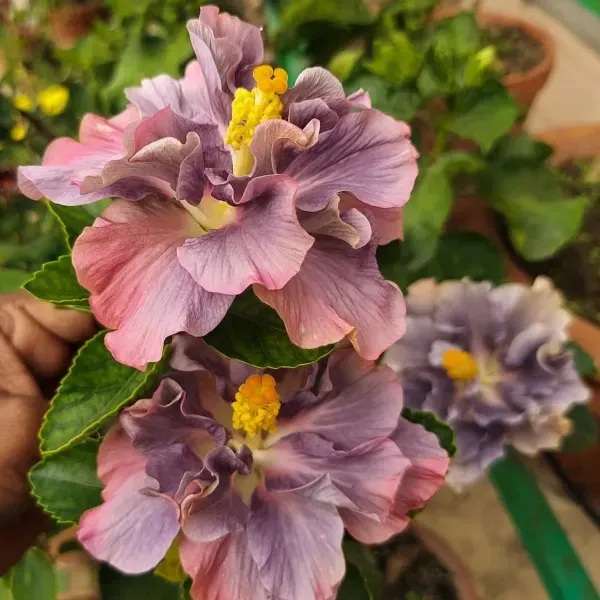 Double_Petal_Variety_Grafted_Hibiscus_Flower_Plant