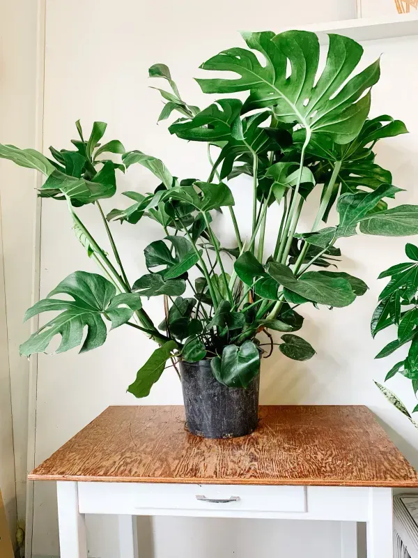 Philodendron_Monestera_Plant_For_Home_Garden