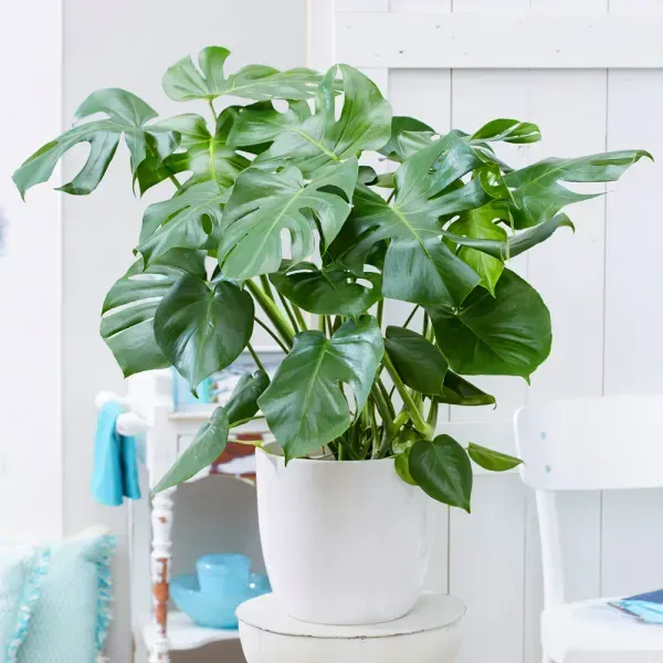 Philodendron_Monestera_Plant_For_Home_Garden