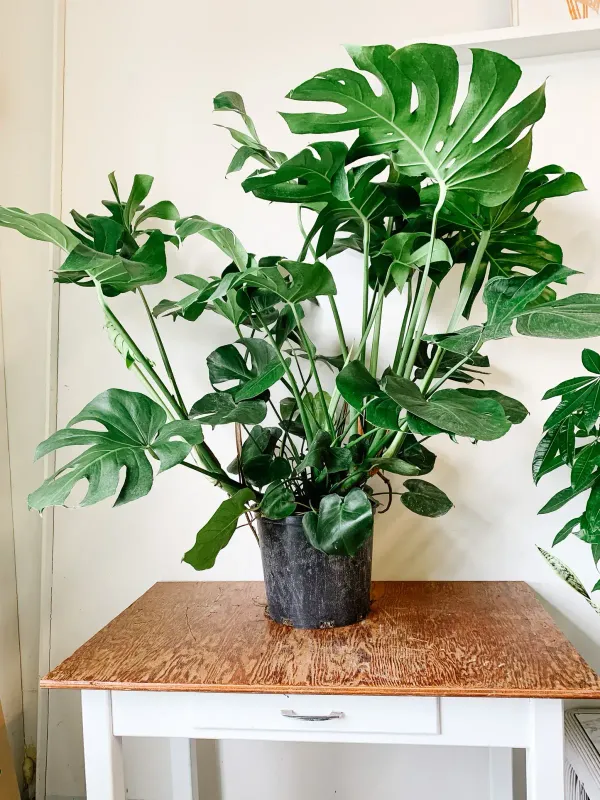 Philodendron_Monestera_Plant_For_Home_Garden