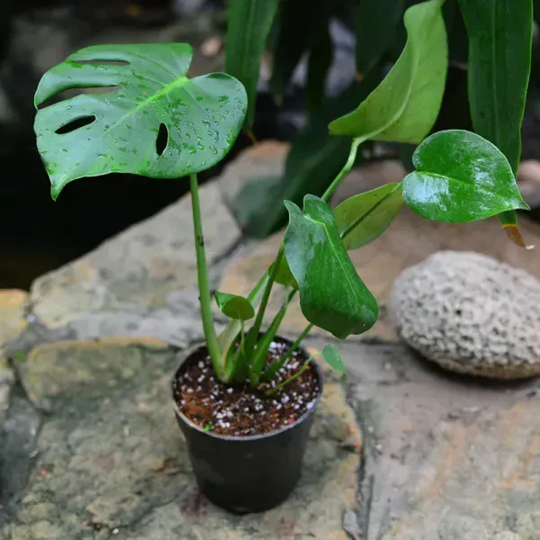 Philodendron_Monestera_Plant_For_Home_Garden