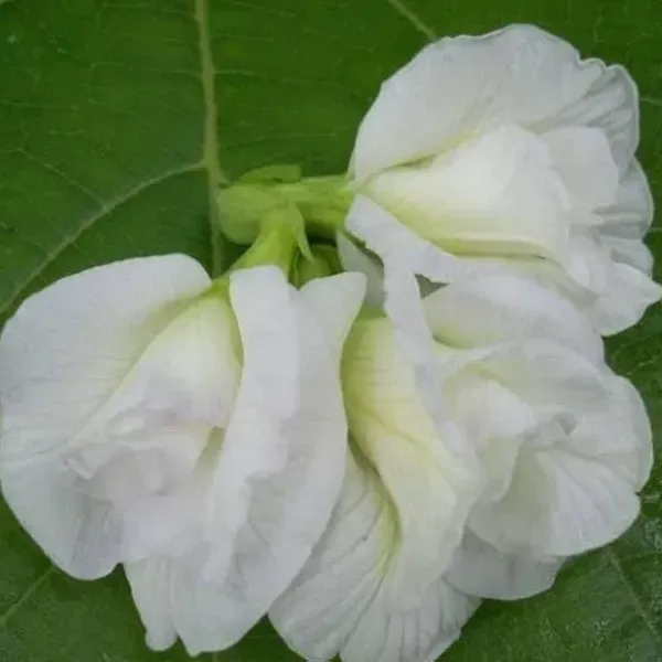 Aparajita_Double_Petal_Flower_Plant_White