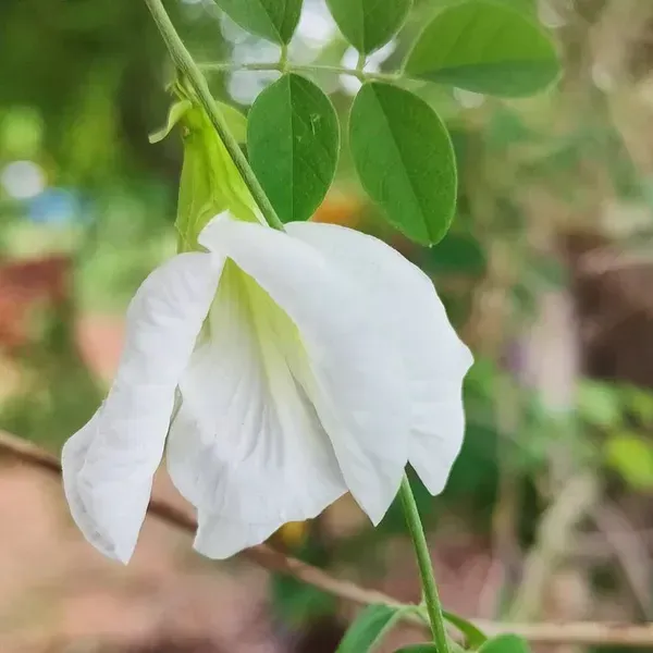 Aparajita_Double_Petal_Flower_Plant_White