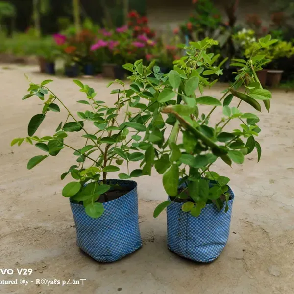 Aparajita_Double_Petal_Flower_Plant_White