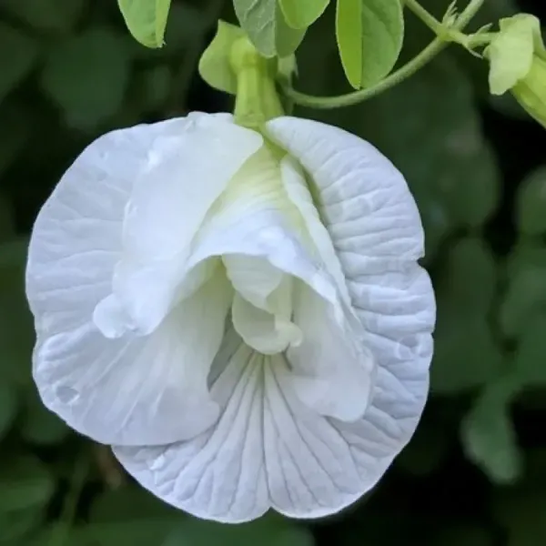 Aparajita_Double_Petal_Flower_Plant_White