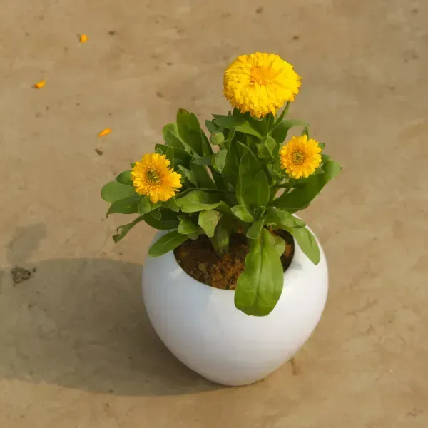 Calendula_Flower_Plant_Yellow