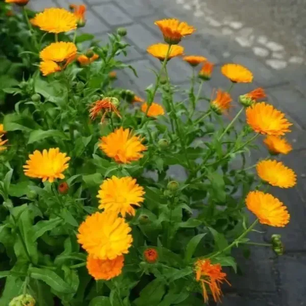 Calendula_Flower_Plant_Yellow