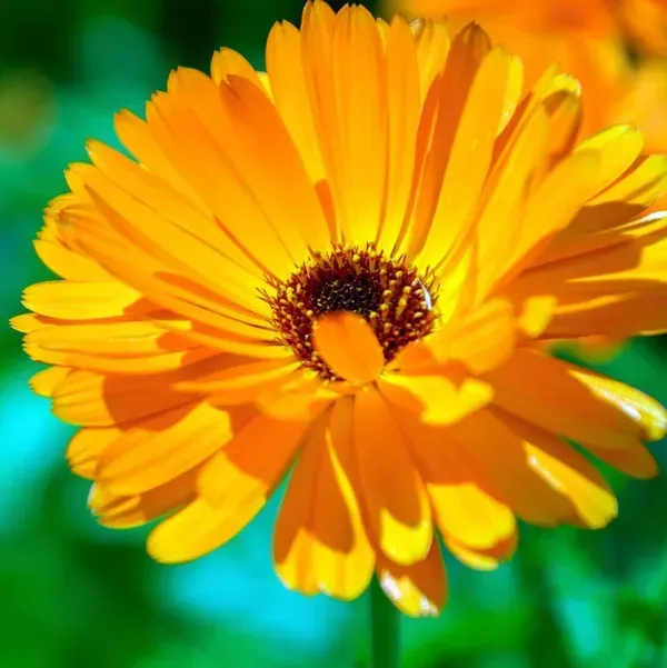 Calendula_Flower_Plant_Yellow