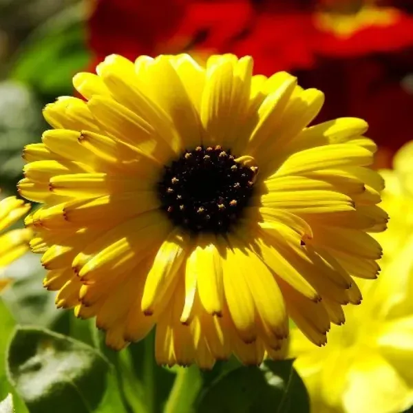 Calendula_Flower_Plant_Yellow