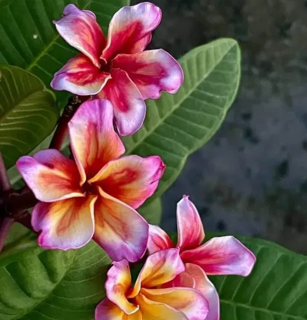 Dwarf_Variety_Pulmeria_Flower_Plant