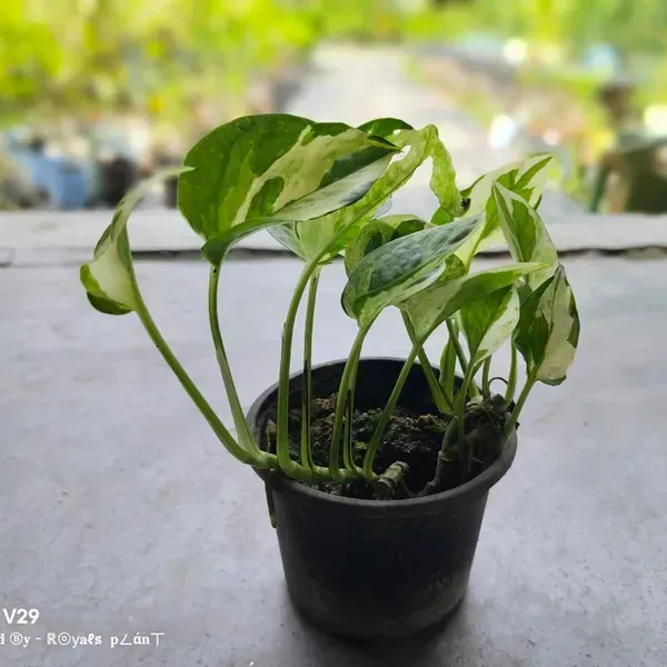 Veigated_Money_Plant_For_Home_Garden