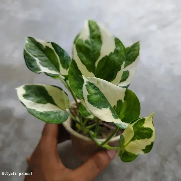 Veigated_Money_Plant_For_Home_Garden