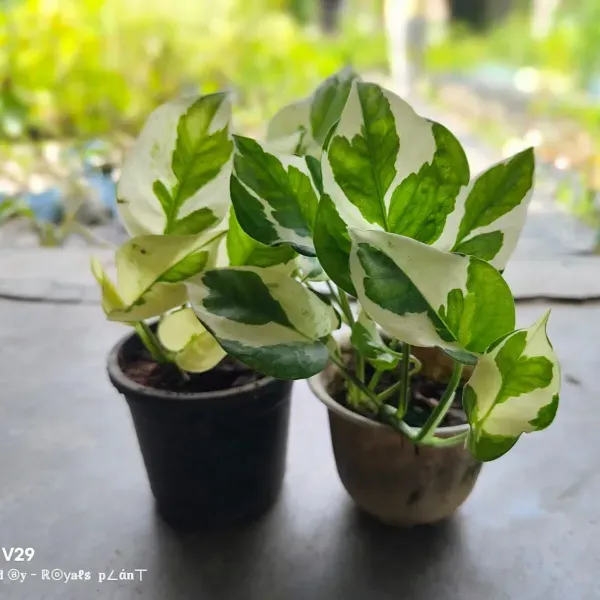 Veigated_Money_Plant_For_Home_Garden