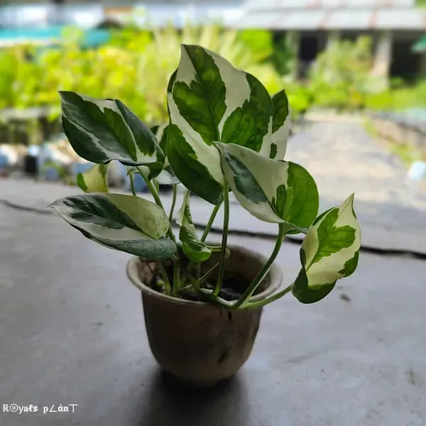 Veigated_Money_Plant_For_Home_Garden