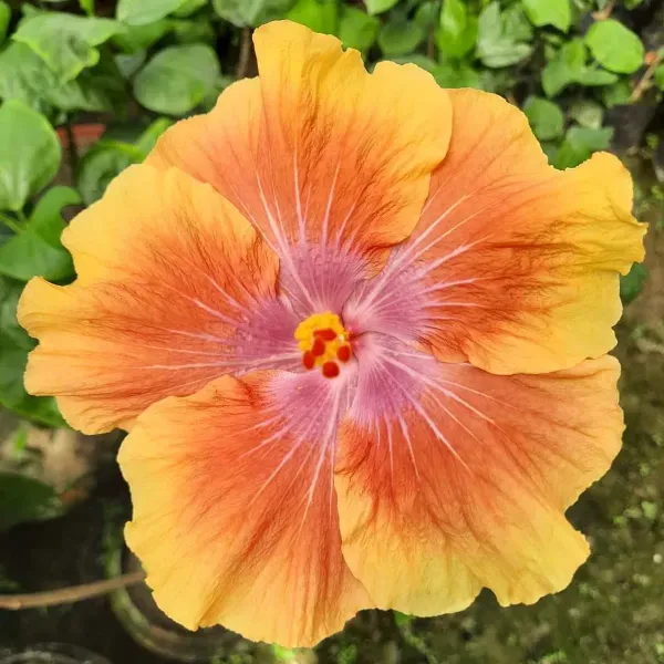 Australian_Variety_Grafted_Hibiscus_Flower_Plant