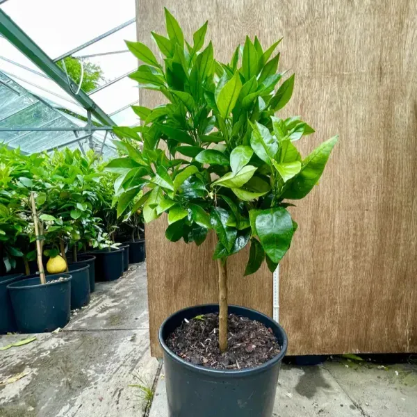 Citrus_Sinensis_Sanguinello_Blood_Orange_Grafted_Fruit_Plant