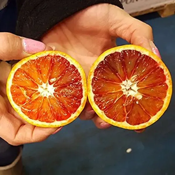 Citrus_Sinensis_Sanguinello_Blood_Orange_Grafted_Fruit_Plant
