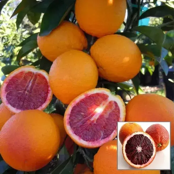 Citrus_Sinensis_Sanguinello_Blood_Orange_Grafted_Fruit_Plant