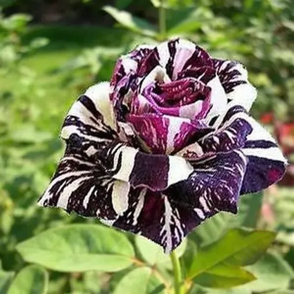 Abracadabra_Rose_Flower_Plant_For_Home_Garden