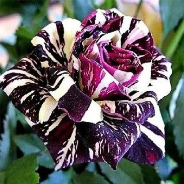 Abracadabra_Rose_Flower_Plant_For_Home_Garden