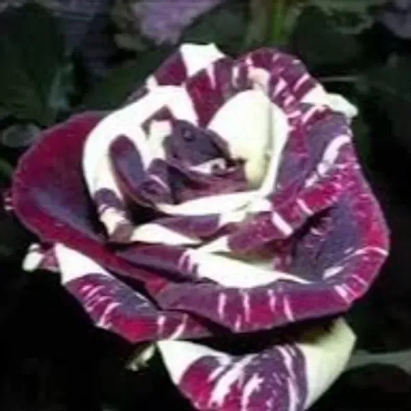 Abracadabra_Rose_Flower_Plant_For_Home_Garden