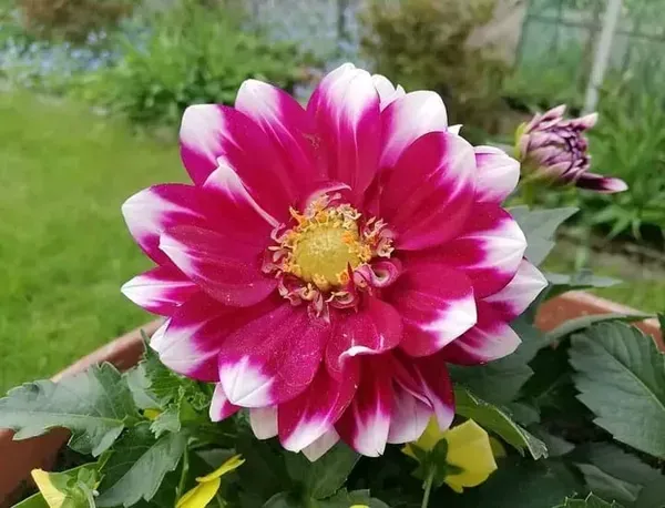 Dahlia_Flower_Plant_Variegated_White_Red
